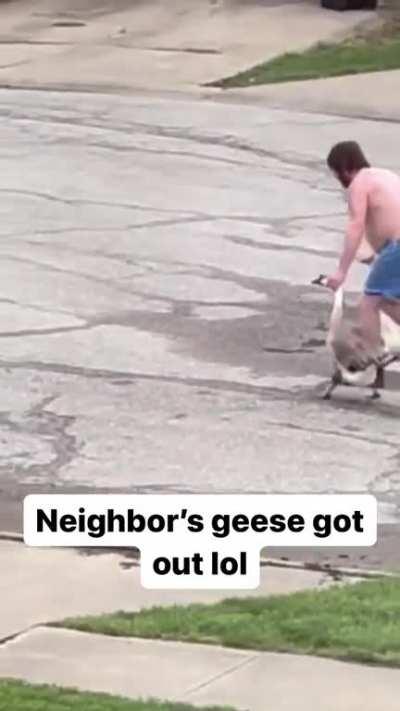 Neighbor’s Geese Got Out