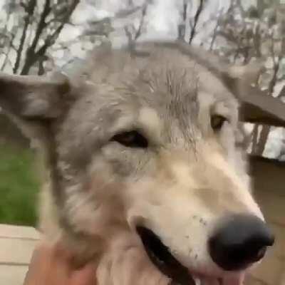 🐺❣️