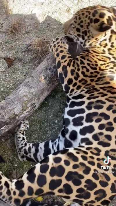 Jaguars try catnip for the very first time, cats will be cats regardless of size