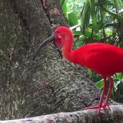 One of the Most Beautiful Birds in the World, The Scarlet Ibis.