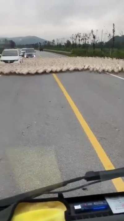 Ducks surrounding one particular car