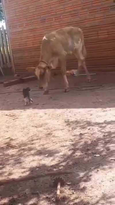 The reaction of the cow who ate the cat punch.