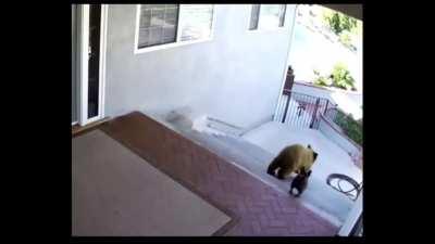 Bears scared away by a 20 pound French Bulldog