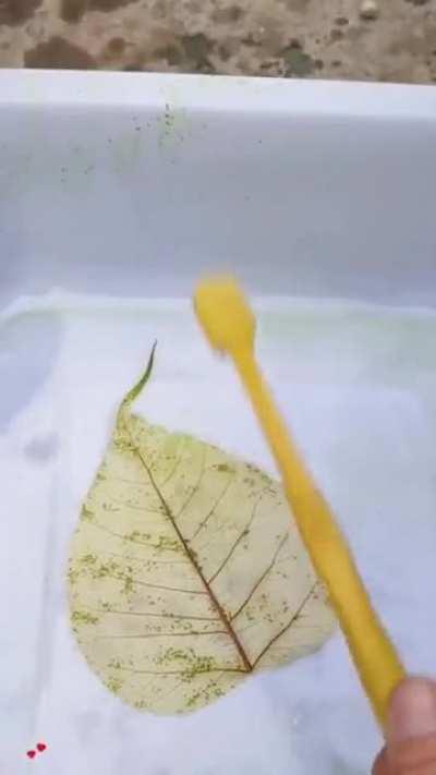 Removing Chlorophyll from a leaf.