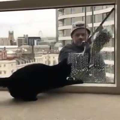 Window cleaner Vs cat