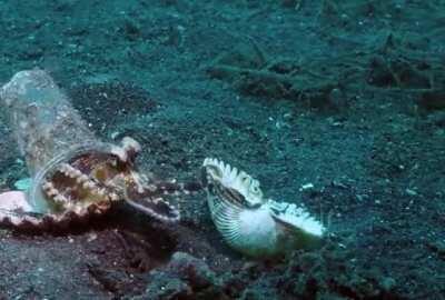 Diver convince octopus to trade his plastic cup for a seashell