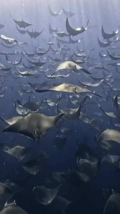 Flying with mobula ray 