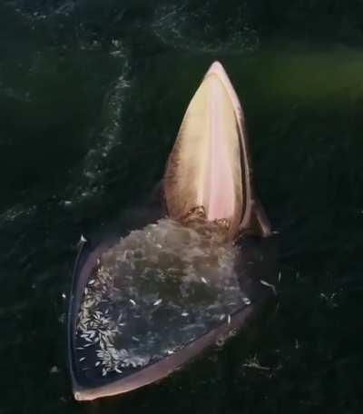 An Eden’s Whale Trap Feeding in the Gulf of Thailand