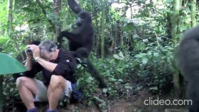 Gorilla encounter