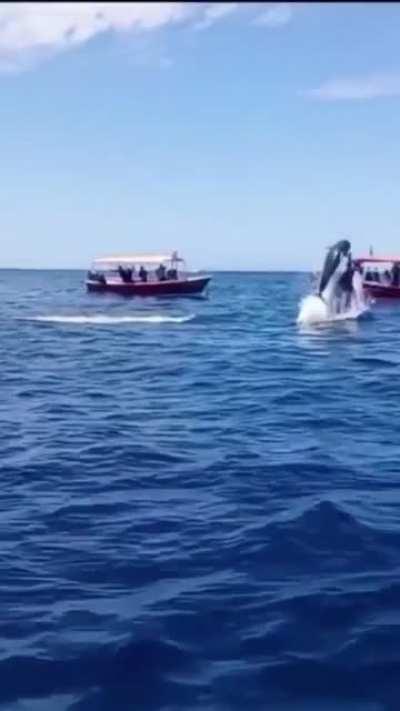 🔥 Whale bumping a Dolphin in MidAir