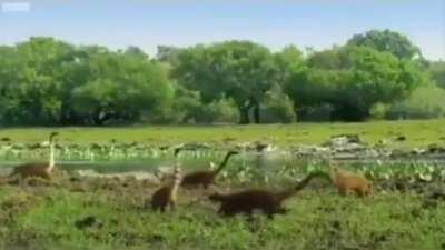 Coatis in reverse looks like herds of brontosauri