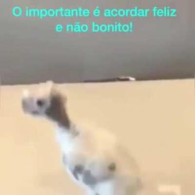 Bdia com esse papagaiozinho fofo