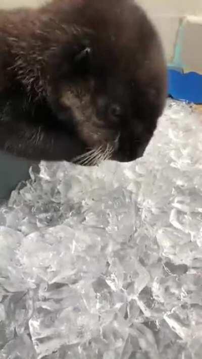 Well, this otter enjoying some ice is one of my favourite videos