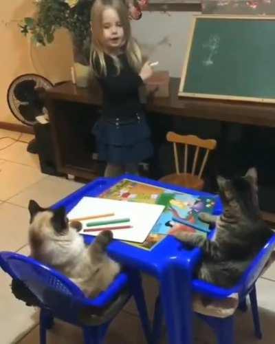 Homeschooling Kitties ( Not OC)