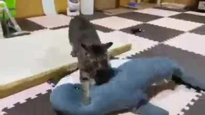 Shark fiercely attacked by a cat