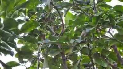 The bird catcher tree produces seeds coated in a sticky, glue-like substance, which stick to birds &prevents them from flying so they starve.