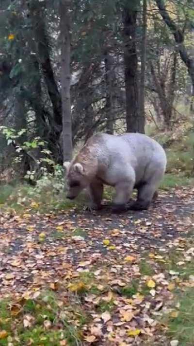 🔥 Holly, bear 435, looking very much ready for hibernation 🔥