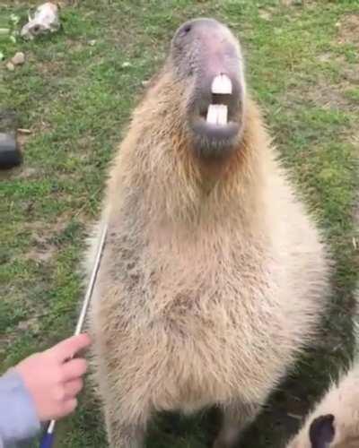 Capybara being scratched