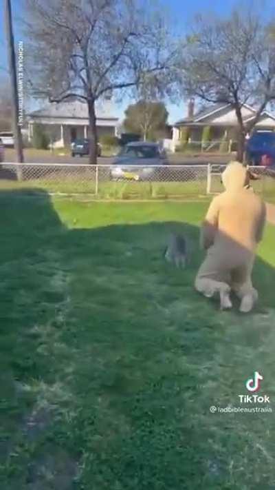 Dude convices baby kangaroo to hop in the pouch.