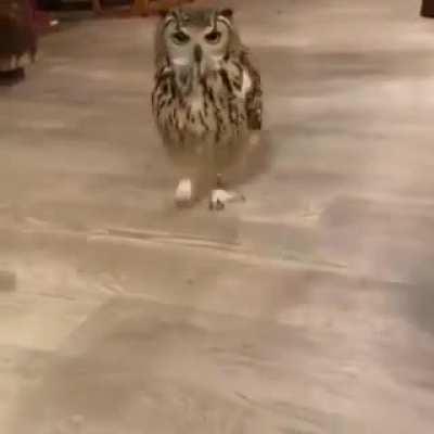 An owl running