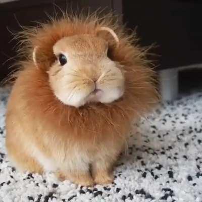 Adorable bunnylion.