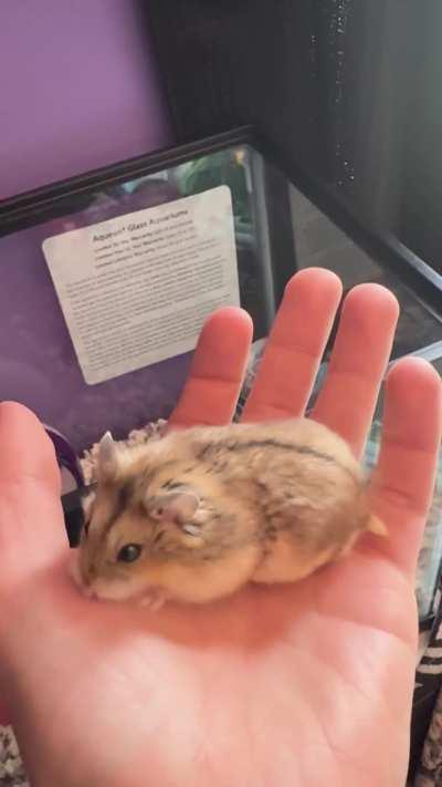 My sister got a new hamster. Meet Buttons she has gotten attached to me already