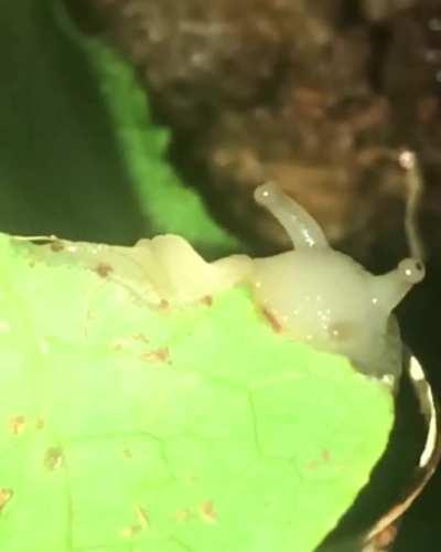 Close up of my boy chomping on some romaine lettuce 🥺