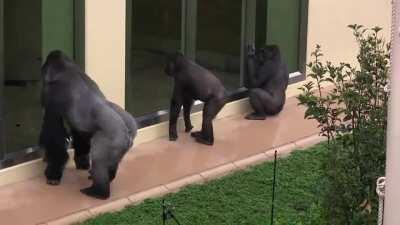 Kiyo, Annie, and their dad, are trying to spy on their caretakers while avoiding the rain