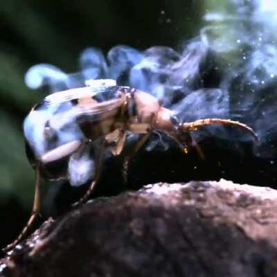 The bombardier beetle exterminates attackers by ejecting a hot noxious chemical spray from the tip of its abdomen. This unique defense mechanism is produced from a reaction between two chemical compounds, hydroquinone and hydrogen peroxide.