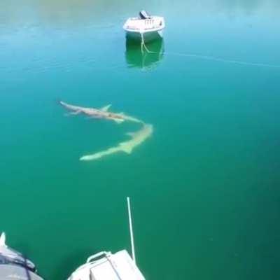 🔥 Sharks swimming around a crocodile