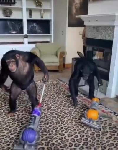 Hardworking monkeys sweeping the house