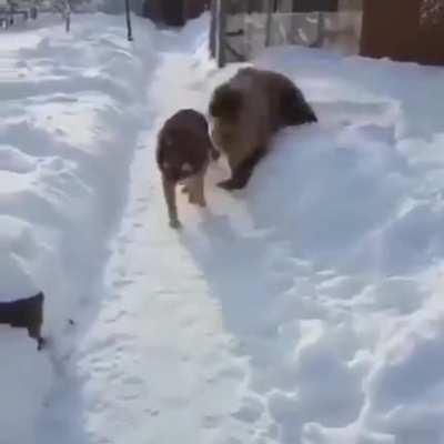 To play with the dog