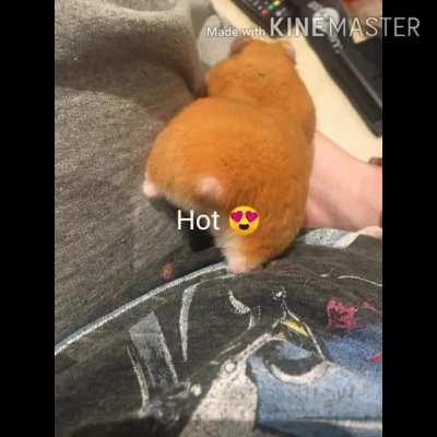 Sexy Hamster (no fake) 🐹😳😳