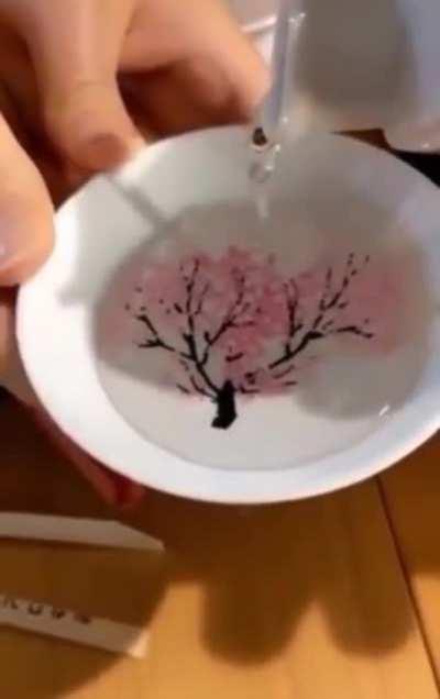 This Special Sakura Cup