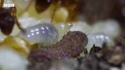 Carnivorous UNDERCOVER caterpillar infiltrates ant colony