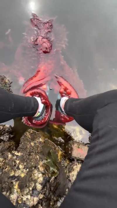 Octopus takes an interest in a human sitting by the rocks