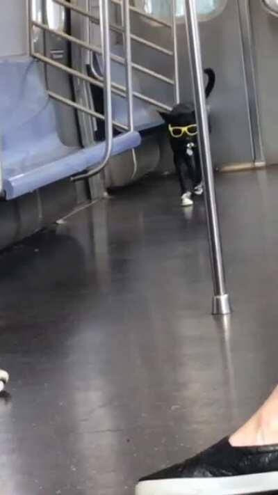 The coolest dog in the world has been spotted on a train in Queens