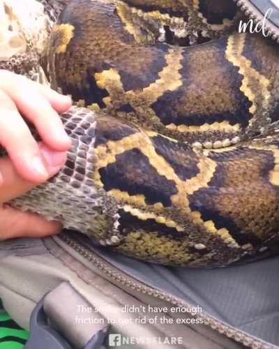 Python sheds skin