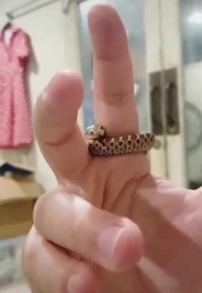A teeny little snake