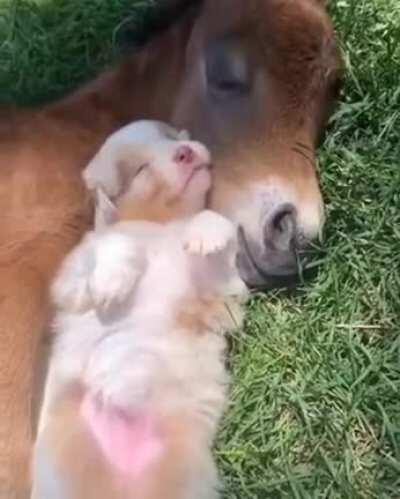 A sunny day, having a nap with your best buddy and the smell of grass: Priceless