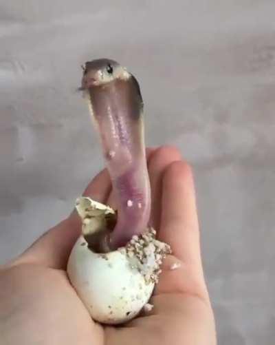 The birth of a baby cobra