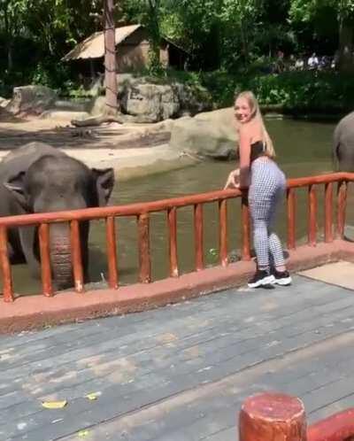 Connie Talbot feeding an Elephant
