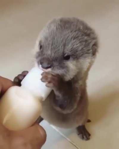 Baby otter 🦦 back on the wagon