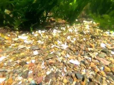 Crabs running on a crab Highway