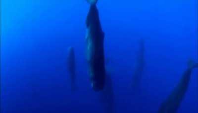 🔥 Pod of sperm whales sleeping