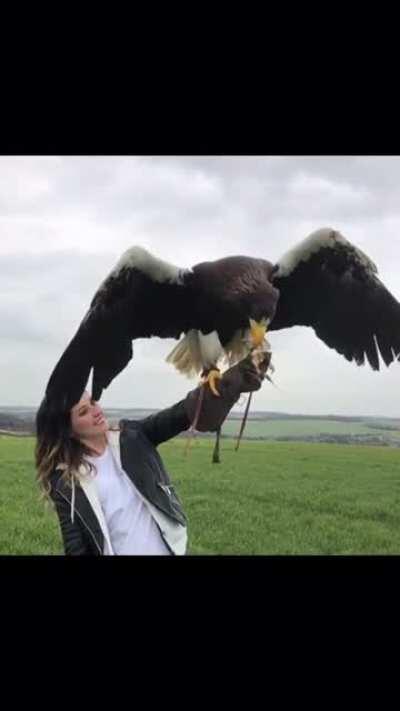 The world’s largest eagle! The Steller’s Eagle can have a wingspan up to 230 cm!