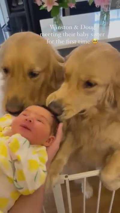 Doggie offering his donut toy to his new baby sister