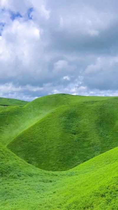 Grass waves in the wind