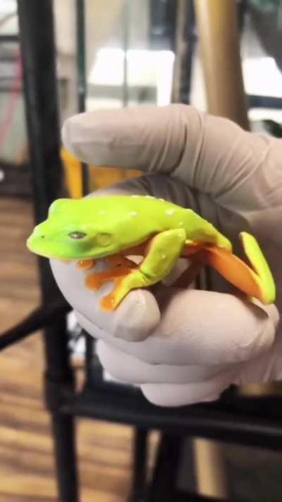 This frog fully opening it's eyes