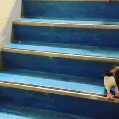 Have you ever seen a penguin use the stairs before?